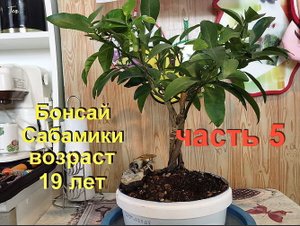 5.Бонсай САБАМИКИ из Мандарина ВОЗРАСТ 19 ЛЕТ часть 5