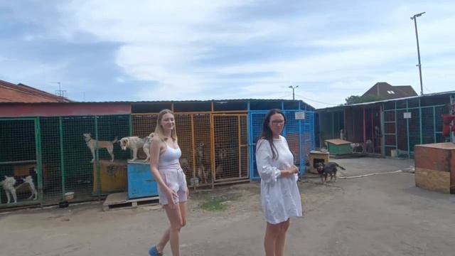 Приезжайте и воодушевляйтесь общением с «Омскими хвостиками»! Приют глазами посетителей