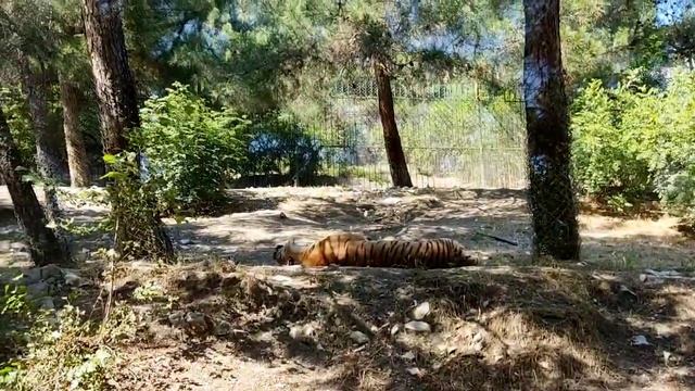 Геленджик.Сафари Парк.Здесь вы увидите, как слониха поливает себя пылью.Львов,охраняющего сон львиц смотреть онлайн