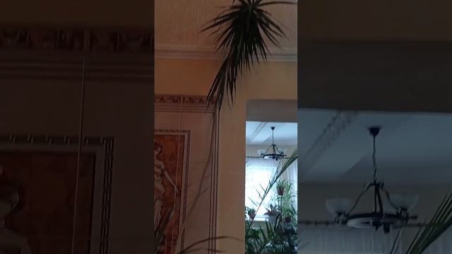 Комнатные Растения ДРАЦЕНА Чудо 20Лет.