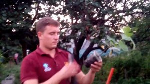 Эксперимент продолжается! Как правильно садить инжир, видеоурок.