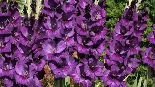 Beautiful Gladiolus Purple Flora смотреть онлайн