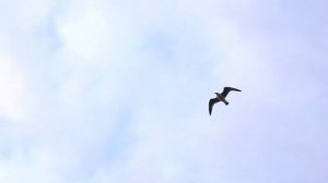 Чайки улетают на юг