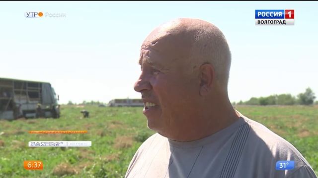 На полях Волгоградской области поспели арбузы смотреть онлайн