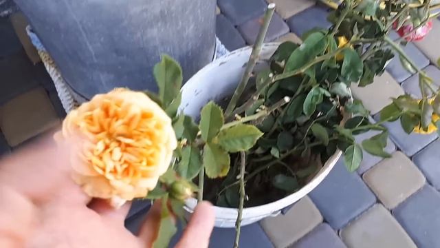 ПЕРВЫЕ ДОМАШНИЕ ВПЕЧАТЛЕНИЯ!!! ДИМА- ЧТО БЫ Я НЕ ПЕРЕЖИВАЛА смотреть онлайн