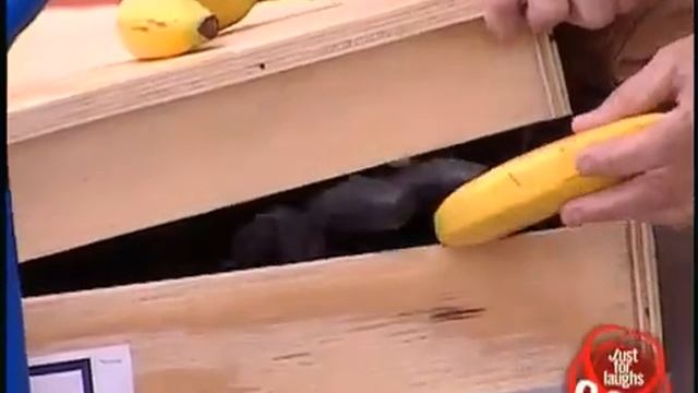 Горилла бесится. Розыгрыш смотреть онлайн