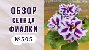 Фиалки (сенполии).Обзор сеянца фиалки номер 505. Болезни фиалок.