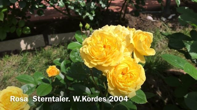 РОЗА Sterntaler. W. Kordes 2004 смотреть онлайн
