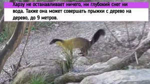 Харза. Зверек страшнее росомахи. Харза против оленя.