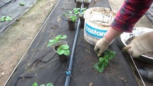 Высадка рассады клубники из посылки на черное агроволокно (спанбонд, агротекстиль,укрывной материал
