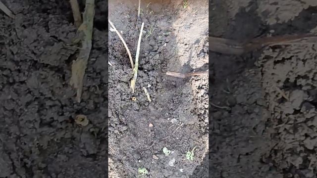 МОРОЗОБОИНЫ НА РОЗАХ!!!Что делать??? смотреть онлайн