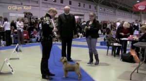 Speciality Dog Show CACIB FCI "Griffons & Brabanson", Saint-Petersburg, 11/28/2009