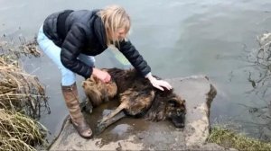 Старого больного пса пытались уто-пить, но ему повезло, его спасли, история до слёз