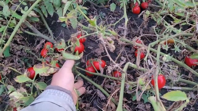 Помидор Асвон F1, последний сбор-3 сентября 2021. смотреть онлайн