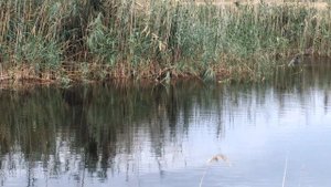 станица Задоно-Кагальницкая, река Соленая, 2018