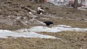 Говорящий грач!