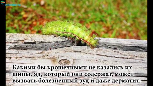 10 очаровательных гусениц, которых вам не захочется потрогать