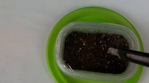 Гиппеаструм. Посев семян