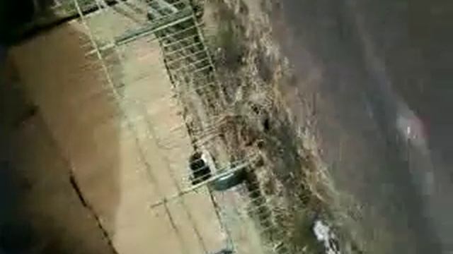 Прогулка по гатчинскому парку - мимо зверофермы ( ч.02 ) ; 1.04.2017 г. смотреть онлайн