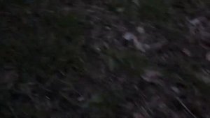 Главный вредитель садовода майский жук
