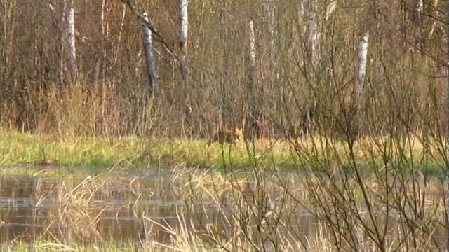 Мышкующая лиса - Часть 2 смотреть онлайн