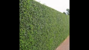 БИРЮЧИНА  (LIGUSTRUM)  сем. Маслинные