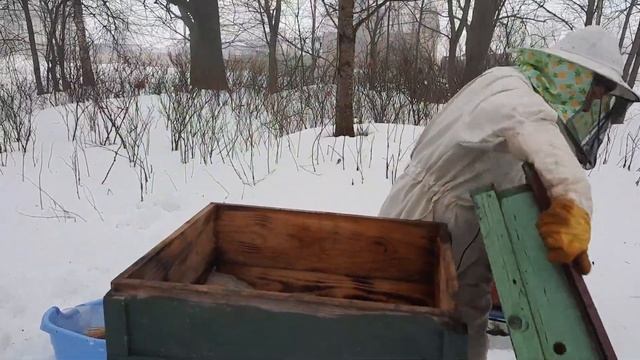 МЕТОД СВЕРХРАННЕЙ ВЫСТАВКИ ПЧЁЛ!!!ПРОБУЮ В ЛЕНИНГРАДСКОЙ ОБЛАСТИ!!! смотреть онлайн