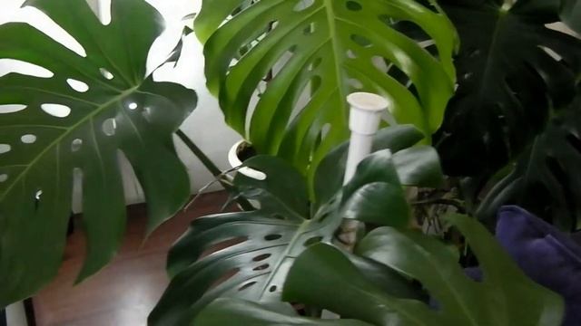 ТОП 3 неприхотливых эффектных растений для зимнего сада в квартире смотреть онлайн