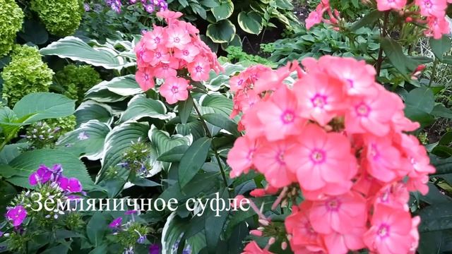 Флоксы: Спиннерс, Румяный, Тенор, Земляничное суфле, Дракон, Барон / Phloxes смотреть онлайн