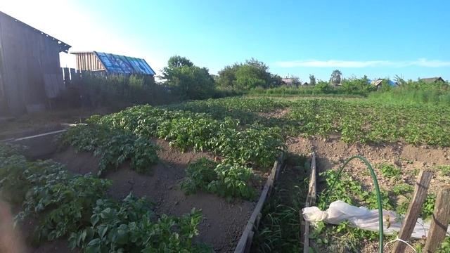 Аборигенка. Огородные дела с  Огурцы. Жизнь в глубинке.