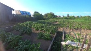 Аборигенка. Огородные дела с  Огурцы. Жизнь в глубинке.