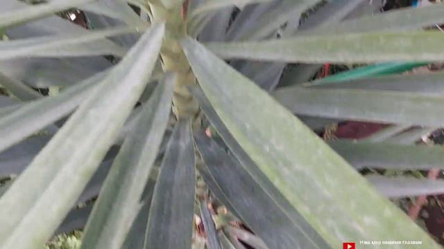 Юкка - еще один популярный комнатный цветок смотреть онлайн