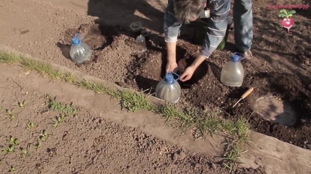 Как сажать арбузы? Выращивание бахчевых #2 смотреть онлайн
