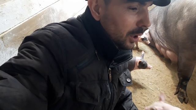 //Поросята помісь Йоркшир+Гемпшир+Альба-нам 10 днів гостюєм у Чернушкиної мамки Красуні ,Шанс є//