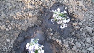 Черенкование шиловидного флокса