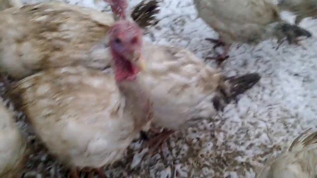 Выращивание и содержание индюков Хайбрид Конвертер 6 месяцев Часть 2 / БЕЗ АНТИБИОТИКОВ смотреть онлайн