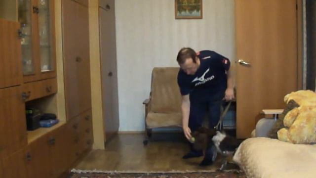 Дрессировка щенка русского охотничьего спаниеля по методике ЛиРОС