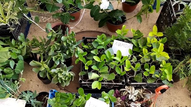 Цветочный рынок Краснодар 28 августа 2022 г смотреть онлайн