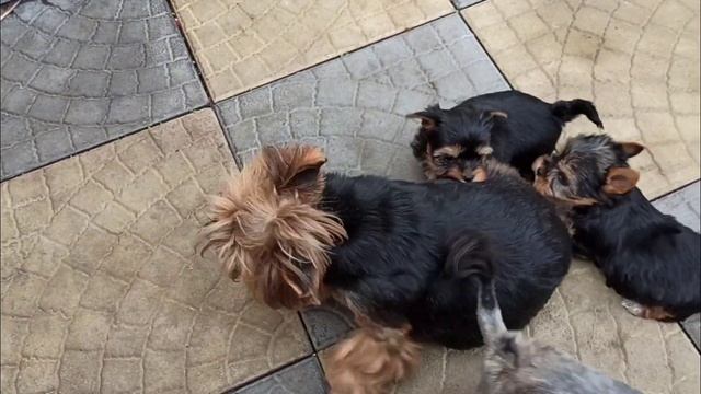 Прогулка щенков Йорка,как мы подросли) смотреть онлайн