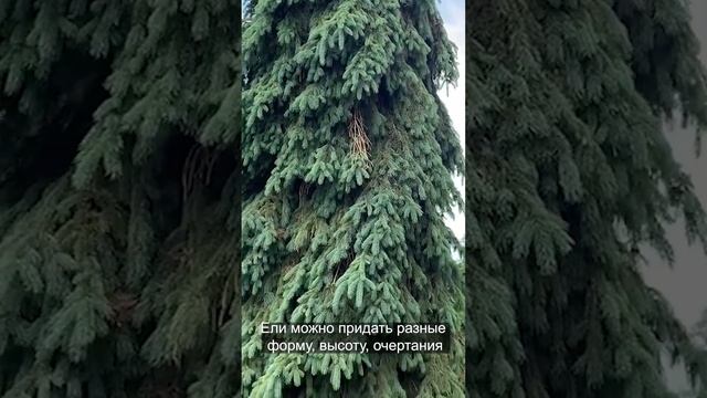 Изюминка вашего сада Ель канадская 'Пендула'|Picea glauca 'Pendula'