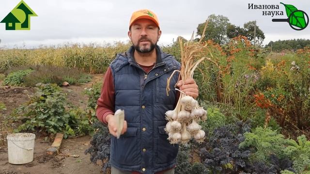 ТРОЙНОЙ ДРУЖЕСТВЕННЫЙ РАСТВОР для замачивания ЛУКА и ЧЕСНОКА! Большой урожай при любых условиях! смотреть онлайн