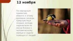 ПРИМЕТЫ  ПРО  СИНИЦ. Если в дом залетела птица...