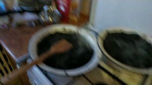 Павловния, причины гибели саженцев.