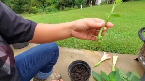 Simple way to propagate more Angel's trumpet.