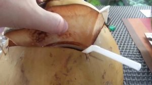 Самые большие кокосы на Бали