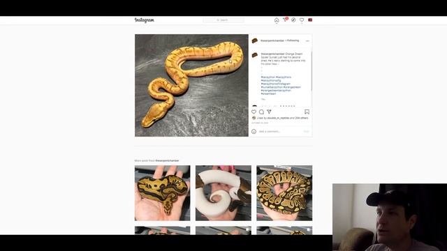 Sunset Ball Python Morph Combos | Jack's Reptiles