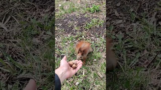 Покормили белку с длинными ушами. Feeding a squirrel with long ears #squirrel #белка #गिलहरी