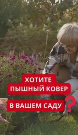 Нестандартное РЕШЕНИЕ ОТ СОРНЯКОВ В САДУ