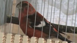 Белокрылые клесты...