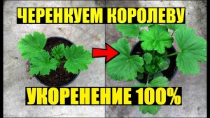 Размножение королевской пеларгонии черенками